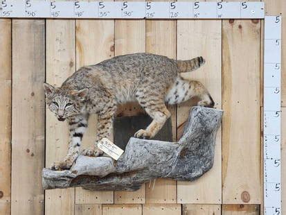 how much does it cost to mount a bobcat